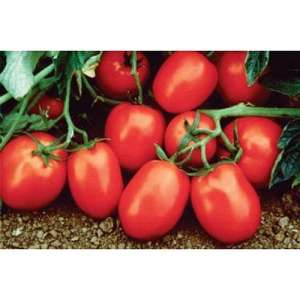 Рио Гранде - томат детерминантный, Lark Seeds (Ларк Сидс), США фото, цена